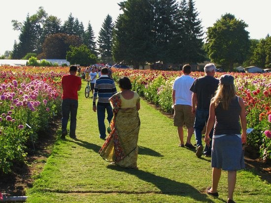 Sep 5th 40 Acres Of Color Swan Island Dahlia Festival Returns Sep 5th 40 Acres Of Color Swan Island Dahlia Festival Returns